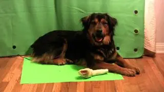 Green Screen Test - With Kobe the Dog