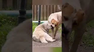 КОГДА АЛАБАЙ НАСТАИВАЕТ на любви - сопротивление бесполезно! || ALABAI DOGS #собаки #dogs