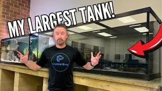 My *BRAND NEW* 6ft AQUARIUM! Huge Upgrade for the Fish Room!