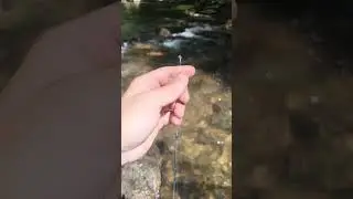 Brown Trout Late August Helen GA