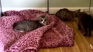 Kitten Season and Life Update
