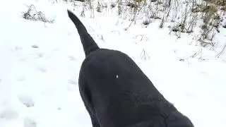 Лабрадор на прогулке