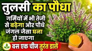 Tulsi plant will grow rapidly even in summer and the plant will become as dense as a forest / Tul...