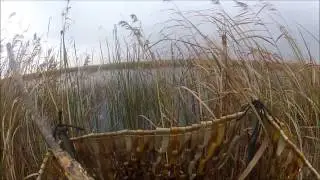 Duck hunting: big flock of green wing teal.