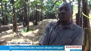 Omulimi w'amatooke wuuno akuwa amagezi