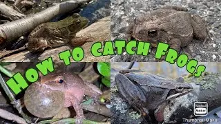 How To Catch Frogs! Tips and Tricks