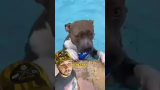 MOTIVOS PARA NÃO TER UM PIT BULL