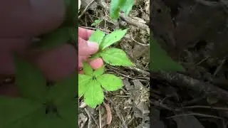 Nice two prong ginseng #nature