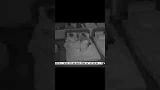 אמילי עצבנית על עידן