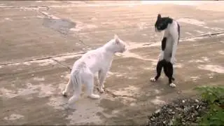 1. Кот мочит