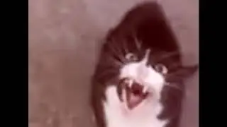 Когда не покормил кота....