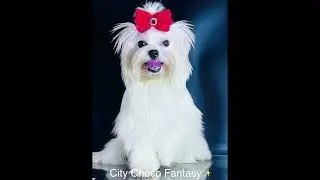 https://t.me/kennelcity_choco_fantasy