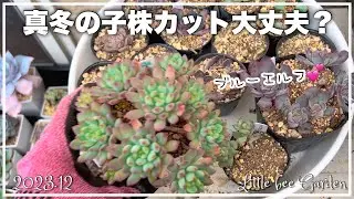 [Succulents] Cut the baby plants on the balcony ❣️ [Gardening]