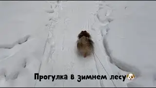 Померанский шпиц гуляет по заснеженному лесу