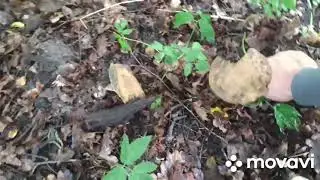 А не поехать ли нам... ЗА ГРИБАМИ!? А на завтрак будут блины)))#шиндр мындр