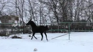 Продается. Турнирная кобыла. Троеборье. Ализель 2009