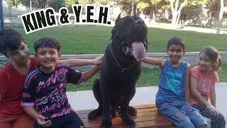 The King Loves This Game / Cane Corso / T.İ.İ. Team
