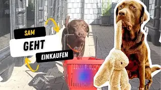 Labrador geht einkaufen | Neue FREUNDE so süß!