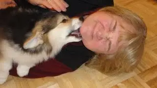 Gram laughs while corgi pupppy eats her hair