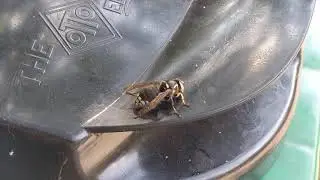 Bald-faced Hornet feasts on trash can lid pollen