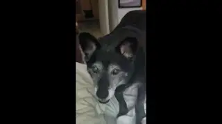 TRAVESURAS DE PERROS CHISTOSOS 🤣 VIDEOS DE PERROS GRACIOSOS 