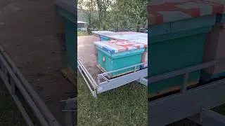 грузим прицеп для вывоза пчёл