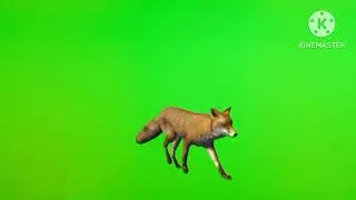 #GreenScreen #Walking #Fox ! Running Fox !