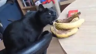 Один день из жизни кота