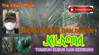 DAERAH SEJUK DAN DINGIN KURMA TUMBUH SUBUR DAN BERBUAH