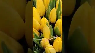 С праздником 8 Марта, дорогие женщины!!! #праздник#открытка #поздравление #8марта #holiday #march