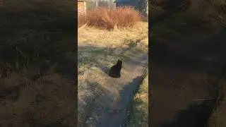 На прогулке с Барсом