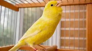Your Canary MUST Listen to This Timbrado Song - Canary Training Song
