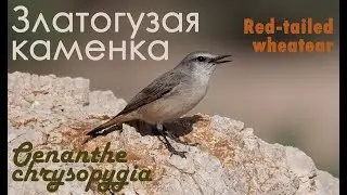 Златогузая каменка. Red-tailed wheatear. Oenanthe chrysopygia
