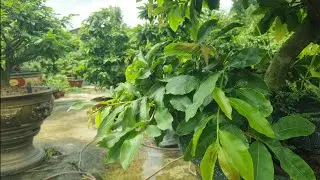 Chú ý phun phòng ngăn ngừa vàng lá, bạc lá trong mùa mưa đừng để lá vàng mới phun trị.