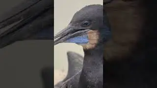 Cormorants Have Beautiful Blue Eyes!