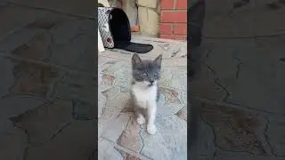 Красивая Дымка ищет свой Дом