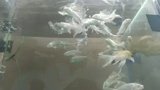 white butterfly milky koi carp