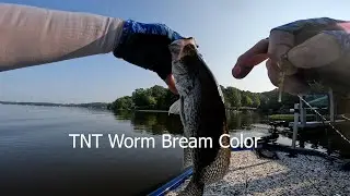 TNT Worm  Bream  Color Pour To Catch