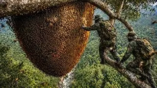 200 Meters Above the Jungle, They Risk Everything for Wild Honey