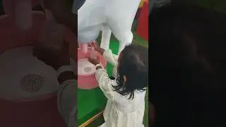 So weird😱😱 ❗squeezing cow's milk.... 