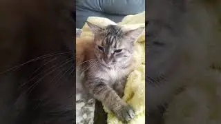 #кисонька #кошки #cat #кошка #филюша