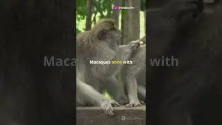 3 Amazing Facts About Macaques! #shorts #macaques