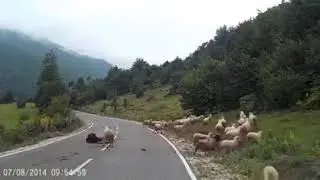 Qurbanlıq qoyunların üsyanı :)