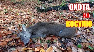 Охота на косулю