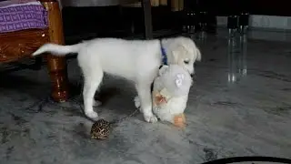 |Basic Dog Training Tips For Beginners|Pets|goodtopicsonly