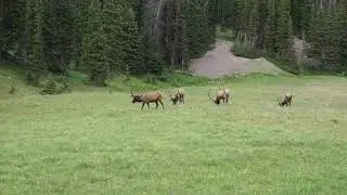 Elk at RMNP July 2020