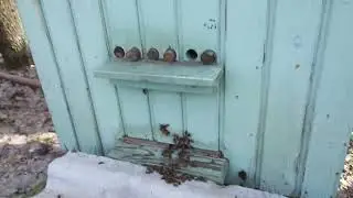 Весенняя подкормка пчел  . Жидкий сироп . 2023 год