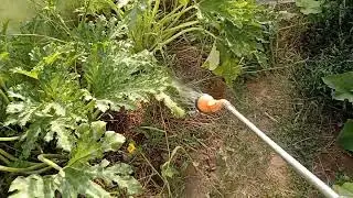🏡⛱️⛱️БЕЛАРУСКАЯ ДЕРЕВЕНЬКА & ЖАРА ИЮЛЬ! ПОЛиваем Теплицу, небесной водицей)) +32°С, это круто 🏡⛱️☔