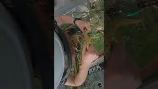 #tworopeworkimg #chill #lofiwork #arborist #treeclimbing #treeremoval #sun #summer