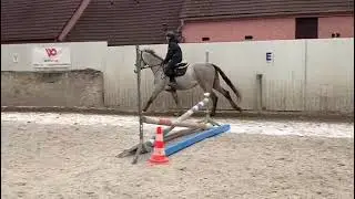 For sale 4 yo gelding by Caribis Z with 13 yo boy